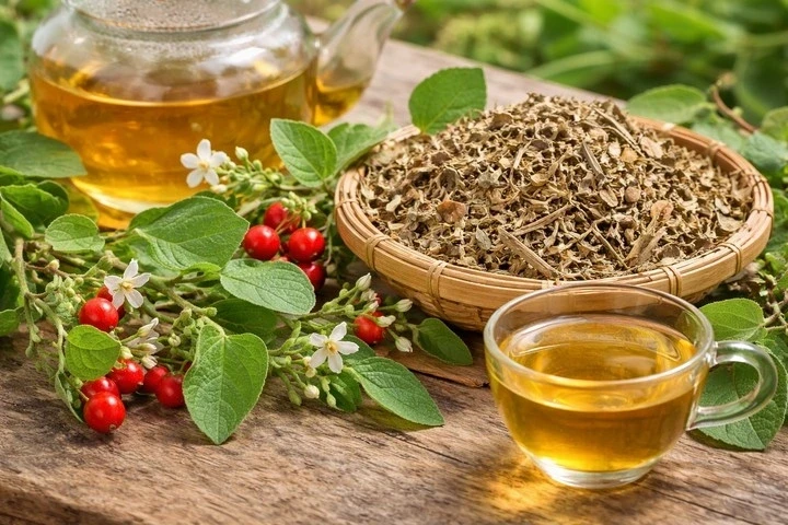 Cà gai leo giải độc gan nhưng nhóm người này tuyệt đối không uống Cà gai leo giải độc gan nhưng nhóm người này tuyệt đối không uống