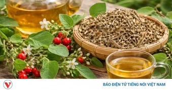 Cà gai leo giải độc gan nhưng nhóm người này tuyệt đối không uống