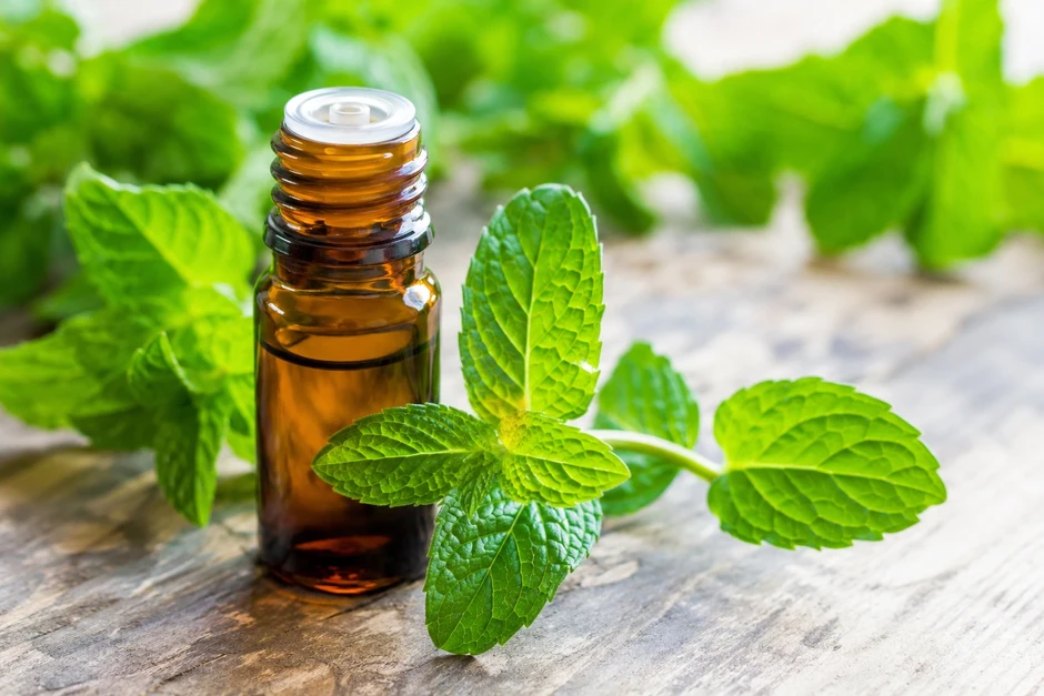 Các nhà nghiên cứu phát hiện tác dụng của tinh dầu bạc hà với huyết áp Các nhà nghiên cứu phát hiện tác dụng của tinh dầu bạc hà với huyết áp