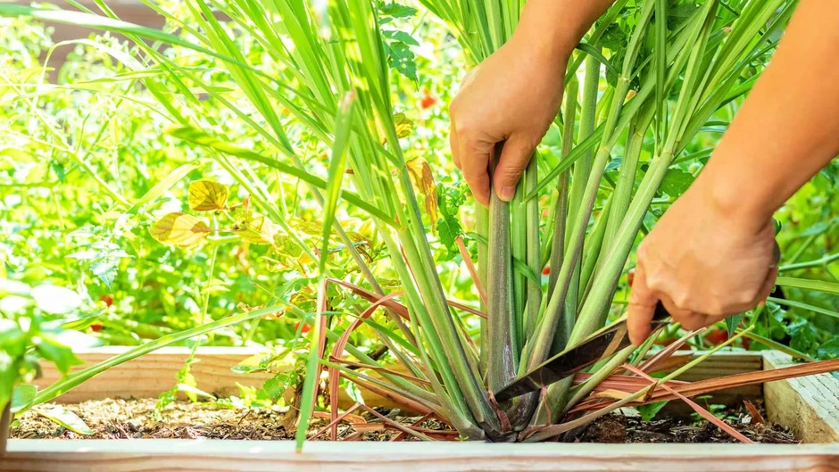 Cách đuổi chuột đơn giản bằng 3 loại cây gia vị quen thuộc