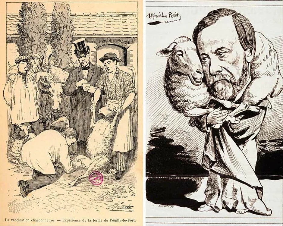 Cách Louis Pasteur thử nghiệm vaccine phòng bệnh than - Báo TinVina Cách Louis Pasteur thử nghiệm vaccine phòng bệnh than - Báo TinVina