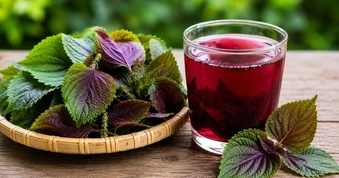 Cách nấu nước lá tía tô hỗ trợ đào thải axit uric