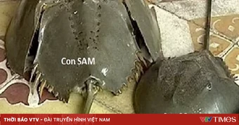 Cảnh báo ngộ độc con so biển sau ca suy hô hấp nguy kịch