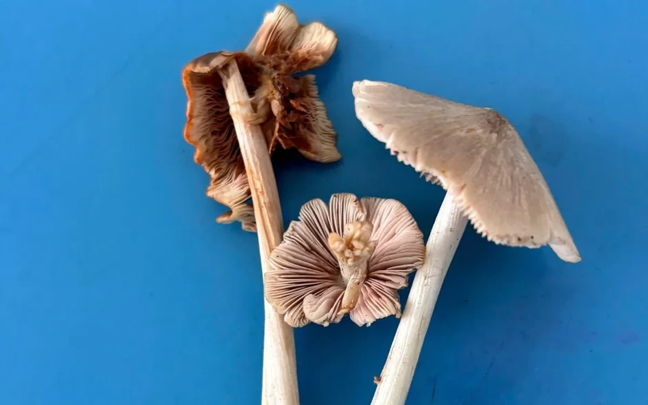 Cảnh báo nguy cơ ăn phải nấm độc tự nhiên vào mùa mưa Cảnh báo nguy cơ ăn phải nấm độc tự nhiên vào mùa mưa