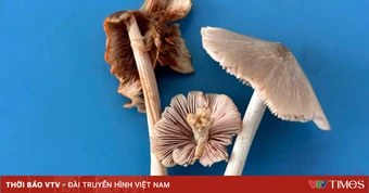 Cảnh báo nguy cơ ăn phải nấm độc tự nhiên vào mùa mưa