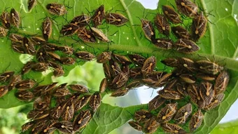 Cảnh báo nguy cơ ngộ độc do ăn bọ xít ở Thanh Hóa