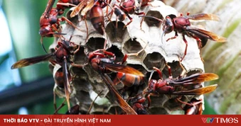 Cảnh báo nguy hiểm từ ong vò vẽ
