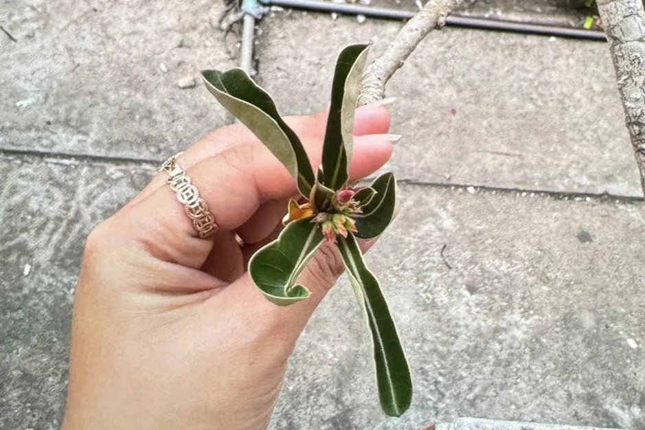 Cấp cứu hai cháu bé ngộ độc mủ loài hoa thường trồng trước sân nhà