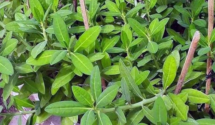 Cây thạch anh có gì đặc biệt mà được dân gian sử dụng làm thuốc từ lâu? Cây thạch anh có gì đặc biệt mà được dân gian sử dụng làm thuốc từ lâu?