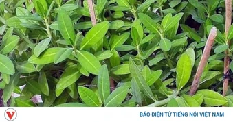 Cây thạch anh có gì đặc biệt mà được dân gian sử dụng làm thuốc từ lâu?