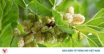 Cây thuốc bổ cực sẵn ở Việt Nam, bộ phận nào cũng dùng được nhưng ít người biết