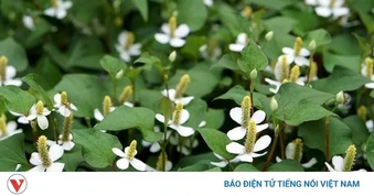 Cây thuốc bổ gan, thận tự nhiên mọc dại đầy vườn