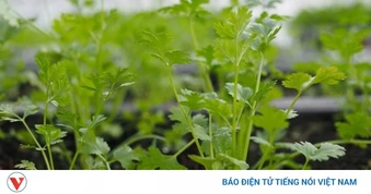 Cây thuốc bổ thơm nức mũi, giá rẻ bèo dùng thường xuyên bổ não dưỡng tim cực tốt