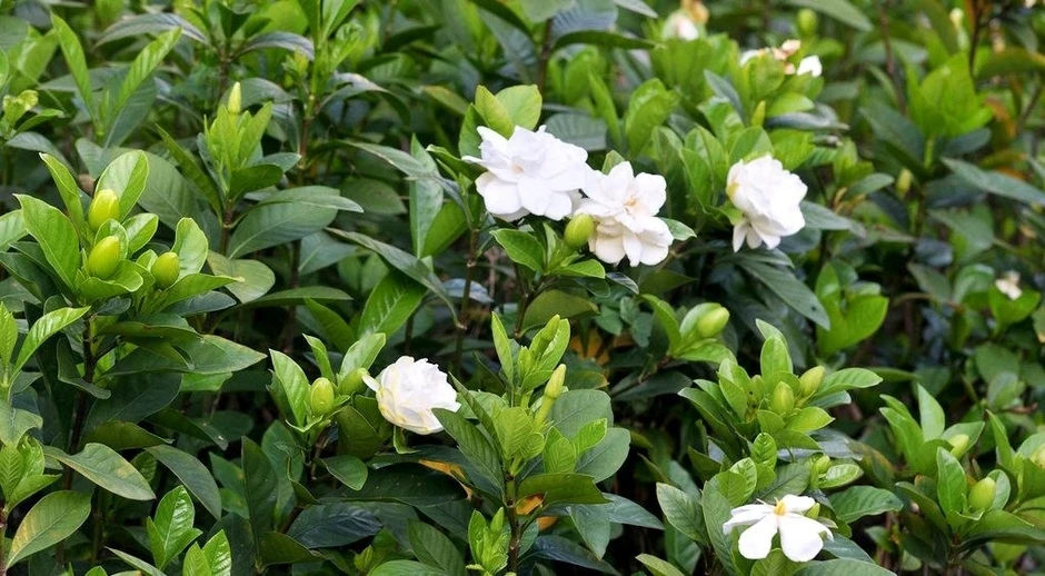 Cây thuốc đa công dụng, bộ phận nào dùng cũng siêu bổ dưỡng lại ít người biết Cây thuốc đa công dụng, bộ phận nào dùng cũng siêu bổ dưỡng lại ít người biết