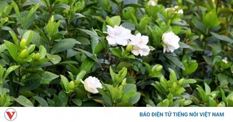 Cây thuốc đa công dụng, bộ phận nào dùng cũng siêu bổ dưỡng lại ít người biết