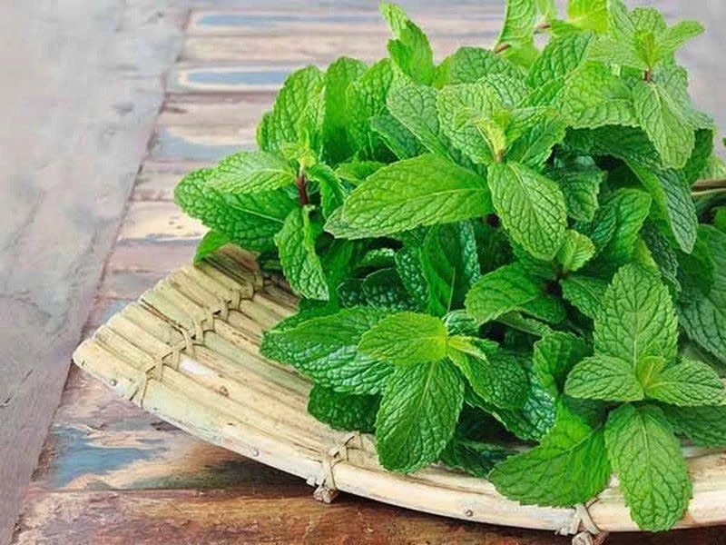 Cây thuốc đa năng ăn vào cay tê, the mát, giá rẻ bèo lại bổ dưỡng đủ đường Cây thuốc đa năng ăn vào cay tê, the mát, giá rẻ bèo lại bổ dưỡng đủ đường