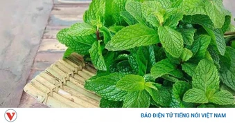 Cây thuốc đa năng ăn vào cay tê, the mát, giá rẻ bèo lại bổ dưỡng đủ đường