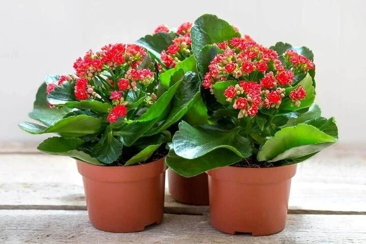 Cây thuốc đa năng cực tốt cho sức khỏe, nhiều người chưa biết trồng chỉ để ngắm Cây thuốc đa năng cực tốt cho sức khỏe, nhiều người chưa biết trồng chỉ để ngắm