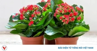 Cây thuốc đa năng cực tốt cho sức khỏe, nhiều người chưa biết trồng chỉ để ngắm