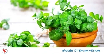 Cây thuốc đa năng, giá rẻ bèo ở chợ Việt nhưng không phải ai cũng biết tận dụng