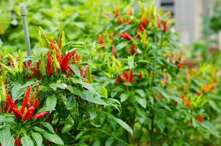 Cây thuốc đa năng từ lá đến quả đều dùng được giúp dưỡng tim, giảm mỡ hiệu quả Cây thuốc đa năng từ lá đến quả đều dùng được giúp dưỡng tim, giảm mỡ hiệu quả