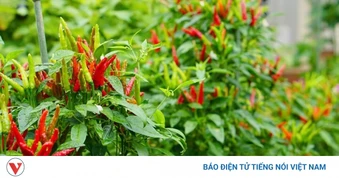 Cây thuốc đa năng từ lá đến quả đều dùng được giúp dưỡng tim, giảm mỡ hiệu quả
