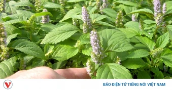 Cây thuốc đại bổ giúp ngừa nhiều bệnh, chẳng chăm vẫn mọc um tùm ở vườn