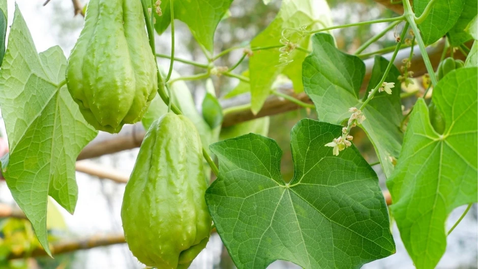 Cây thuốc đại bổ từ lá đến quả đều rất tốt, ăn vào dưỡng gan lại bảo vệ tim mạch Cây thuốc đại bổ từ lá đến quả đều rất tốt, ăn vào dưỡng gan lại bảo vệ tim mạch