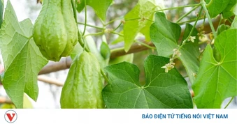 Cây thuốc đại bổ từ lá đến quả đều rất tốt, ăn vào dưỡng gan lại bảo vệ tim mạch