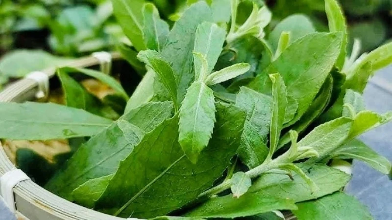 Cây thuốc dân gian bổ đủ đường, không lo tăng cân, có người trồng làm cảnh Cây thuốc dân gian bổ đủ đường, không lo tăng cân, có người trồng làm cảnh