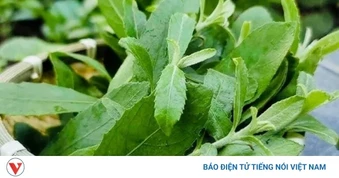 Cây thuốc dân gian bổ đủ đường, không lo tăng cân, có người trồng làm cảnh
