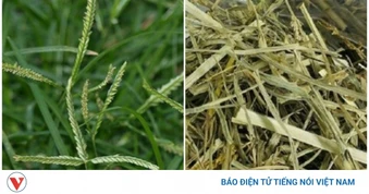 Cây thuốc dưỡng gan bổ thận không trồng vẫn mọc đầy vườn, hay bị nhầm là cỏ dại