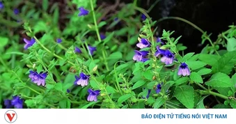 Cây thuốc dưỡng gan, bổ tim cực sẵn ở Việt Nam nhưng ít người biết tận dụng