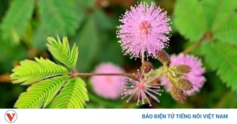 Cây thuốc dưỡng gan, giúp an thần không trồng vẫn mọc khắp nơi