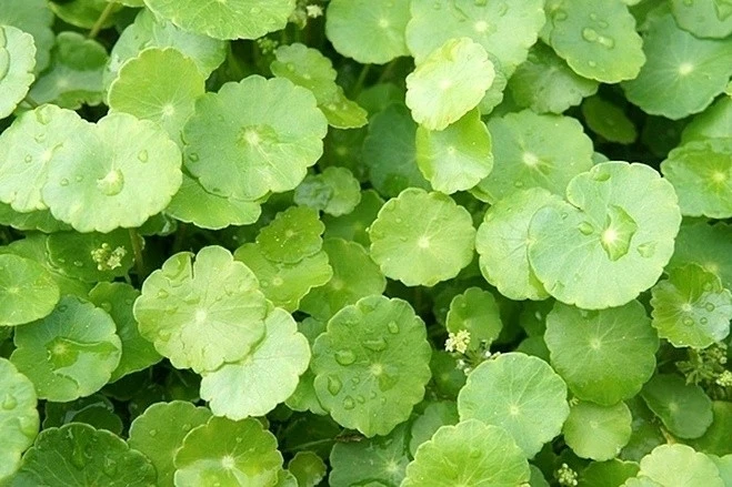 Cây thuốc giúp "trẻ hóa" cơ thể từ trong ra ngoài, không trồng vẫn mọc đầy vườn Cây thuốc giúp "trẻ hóa" cơ thể từ trong ra ngoài, không trồng vẫn mọc đầy vườn