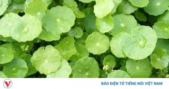 Cây thuốc giúp "trẻ hóa" cơ thể từ trong ra ngoài, không trồng vẫn mọc đầy vườn
