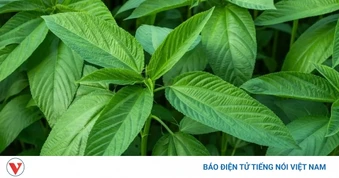 Cây thuốc không chăm vẫn mọc um tùm, bổ ngang nhân sâm
