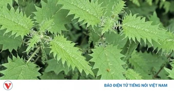 Cây thuốc quý bổ ngang nhân sâm tổ yến, không trồng vẫn mọc đầy vườn