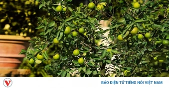 Cây thuốc quý bộ phận nào cũng dùng được, sử dụng đúng cách cơ thể càng trẻ khỏe