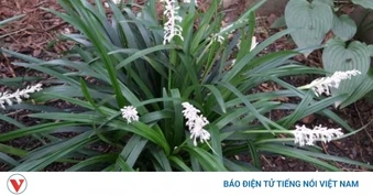 Cây thuốc quý bổ tim ngừa ung thư cực tốt, nhiều người lại chỉ trồng làm cảnh