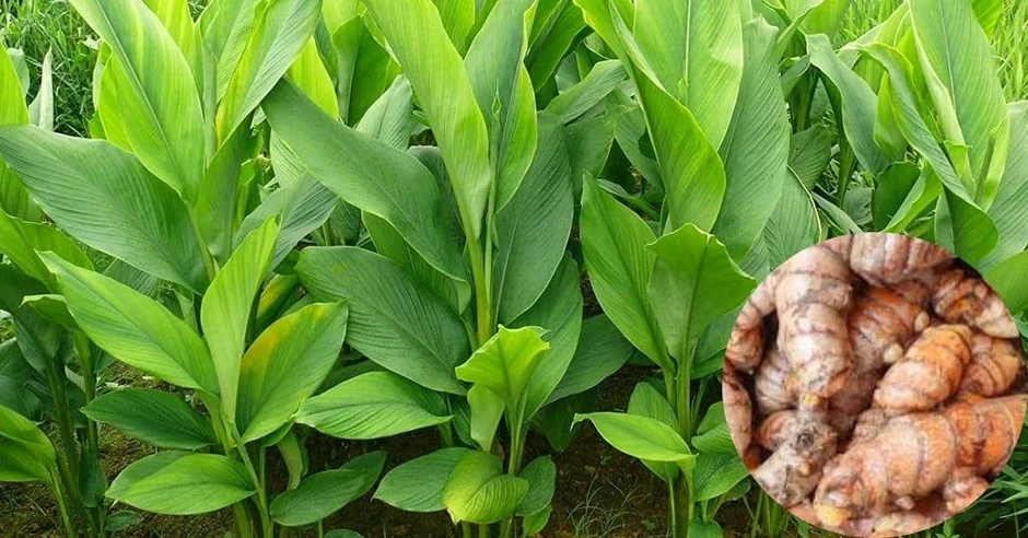Cây thuốc quý chẳng chăm bón vẫn mọc đầy vườn, dùng mỗi ngày bổ dưỡng đủ đường Cây thuốc quý chẳng chăm bón vẫn mọc đầy vườn, dùng mỗi ngày bổ dưỡng đủ đường
