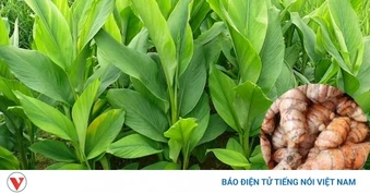 Cây thuốc quý chẳng chăm bón vẫn mọc đầy vườn, dùng mỗi ngày bổ dưỡng đủ đường