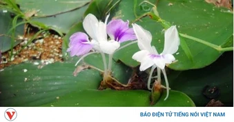 Cây thuốc quý không trồng vẫn mọc tự nhiên, biết dùng sức khỏe liên tục thăng hạng