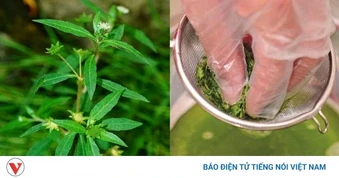 Cây thuốc quý không trồng vẫn mọc um tùm đầy vườn, nhiều người lại tưởng cỏ dại