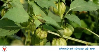 Cây thuốc quý mọc dại khắp nơi, từ lá đến quả đều cực bổ dưỡng cho sức khoẻ