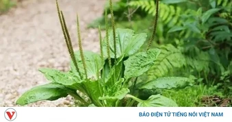 Cây thuốc quý mọc dại khắp vườn, biết sử dụng tốt chẳng kém thuốc bổ đắt tiền