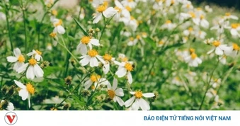 Cây thuốc quý thường mọc dại dọc ở đường, lại hay bị ngó lơ vì nhầm là cỏ dại