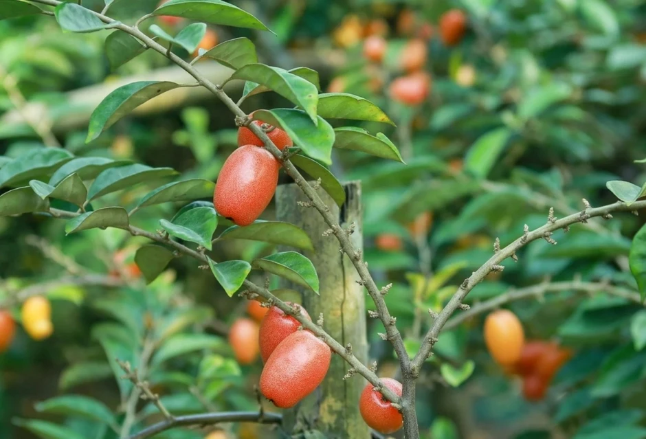 Cây thuốc quý từ lá đến quả đều dùng được, bổ đủ đường lại ngừa bệnh cực tốt