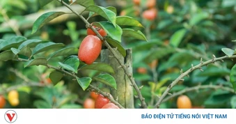 Cây thuốc quý từ lá đến quả đều dùng được, bổ đủ đường lại ngừa bệnh cực tốt
