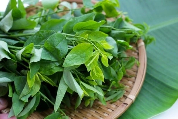 Cây thuốc siêu bổ là loại rau, sẵn ở chợ quê, nhiều người hay ăn mà không biết Cây thuốc siêu bổ là loại rau, sẵn ở chợ quê, nhiều người hay ăn mà không biết